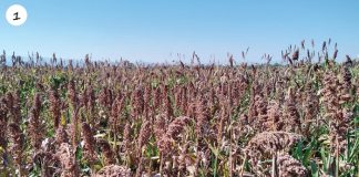 Experimental sorghum varieties show promise
