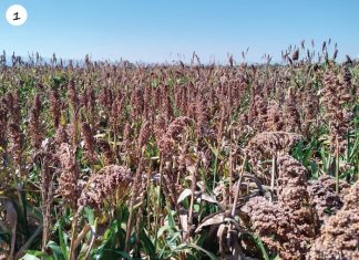 Experimental sorghum varieties show promise
