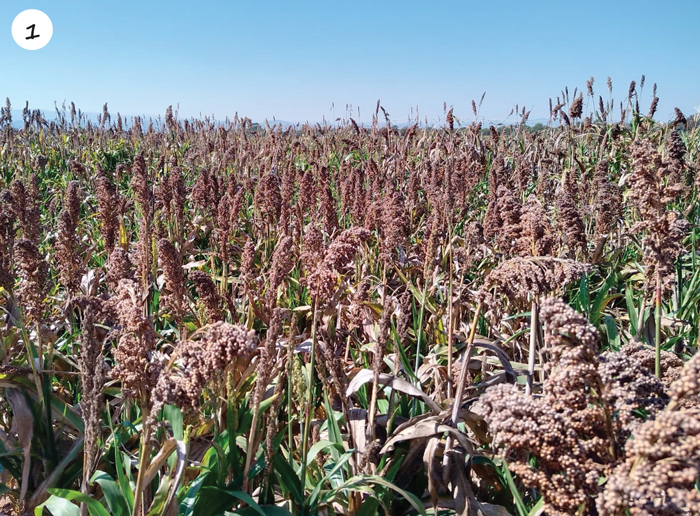 Experimental sorghum varieties show promise