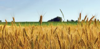 INVOERTARIEWE OP KORING: WAT PRODUSENTE MOET WEET
