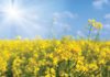 Climate’s effect on Swartland canola production