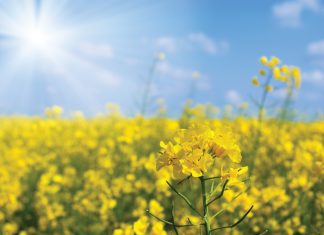 Climate’s effect on Swartland canola production