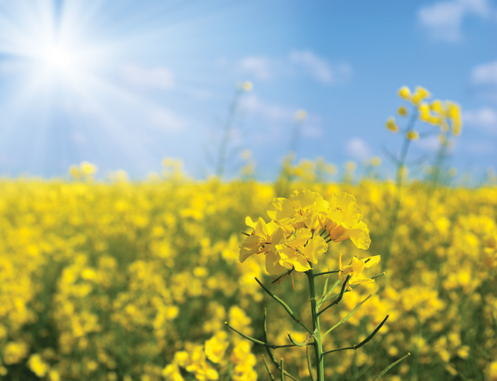 Climate’s effect on Swartland canola production