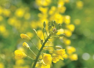 Risiko van saadtekorte verg langtermynoplossing