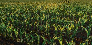 Farmer of the Year finalists announced