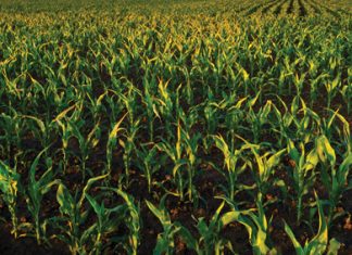Farmer of the Year finalists announced