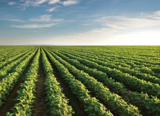 Mikorisa speel ’n sleutelrol in die grondekosisteem