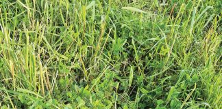 ONKRUIDWEERSTAND – bewaringslandbou se grootste uitdaging?