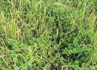 ONKRUIDWEERSTAND – bewaringslandbou se grootste uitdaging?