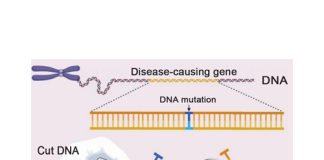 Will genome editing replace conventional plant breeding?