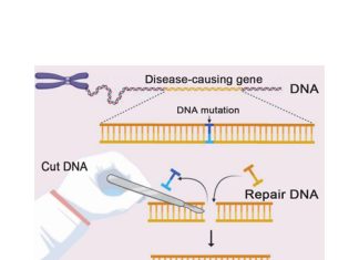 Will genome editing replace conventional plant breeding?