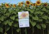 Maximising sunflower yield with strategic planting times