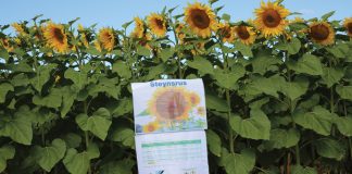 Maximising sunflower yield with strategic planting times