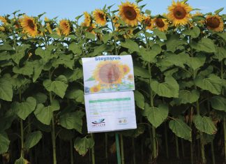 Maximising sunflower yield with strategic planting times