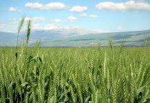 HOE LYK GRAANGEWASSE SE RUILVOET IN 2024?