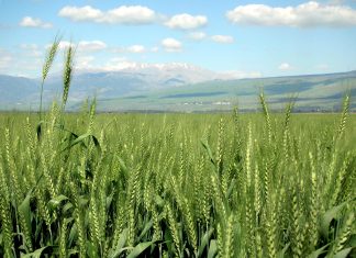 HOE LYK GRAANGEWASSE SE RUILVOET IN 2024?