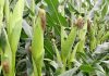 Genetic and mechanised innovations in SA maize production