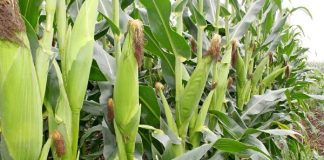Genetic and mechanised innovations in SA maize production