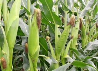 Genetic and mechanised innovations in SA maize production