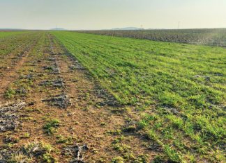 Impak van winterdekgewasse IN ’N BAIE DROË SEISOEN