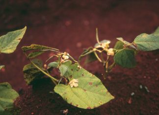ANGULAR LEAF SPOT on dry bean production