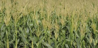 PIONEER SE NUWE DROËLANDKULTIVAR WYS SY STAAL