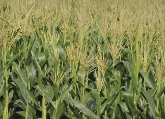 PIONEER SE NUWE DROËLANDKULTIVAR WYS SY STAAL