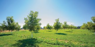 DEKGEWASSE: Invloed van grondtemperatuur op grondgesondheid