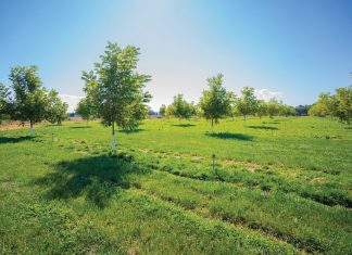 DEKGEWASSE: Invloed van grondtemperatuur op grondgesondheid
