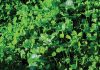 Cover crops: CA’s secret weapon