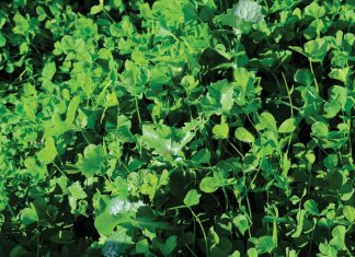 Cover crops: CA’s secret weapon