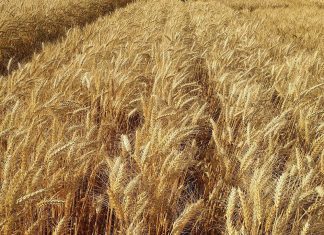 Nuwe broodkoringkultivars vir die koringbedryf