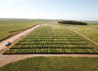 Wat beïnvloed die lewensduur van ’n garskultivar?
