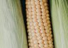 GENETIC AND MECHANISED INNOVATIONS in SA maize production