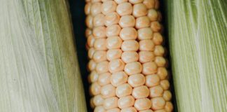 GENETIC AND MECHANISED INNOVATIONS in SA maize production