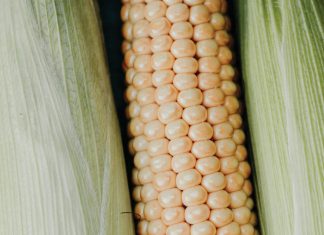 GENETIC AND MECHANISED INNOVATIONS in SA maize production
