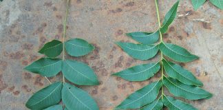 Pecan leaf sampling AS A TOOL