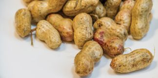 Applying innovative research to fight aflatoxins in groundnuts