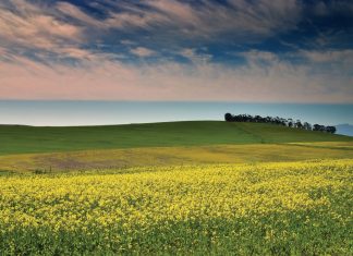 PRODUSENTEGIDS: kanolasaadpryse vir 2025