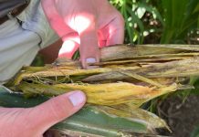 Verstaan Goss-verwelksiekte se impak op mielieproduksie