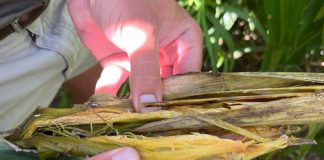 Verstaan Goss-verwelksiekte se impak op mielieproduksie
