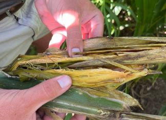 Verstaan Goss-verwelksiekte se impak op mielieproduksie