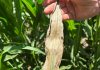 Understanding Goss’s wilt and its impact on maize production