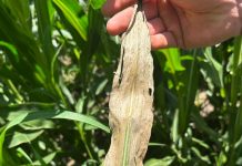 Understanding Goss’s wilt and its impact on maize production