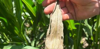 Understanding Goss’s wilt and its impact on maize production