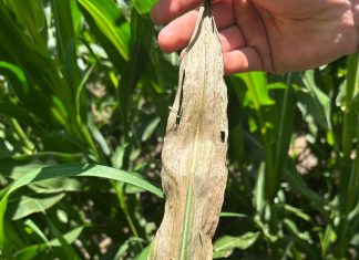 Understanding Goss’s wilt and its impact on maize production