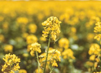 Kanolasaadtekort strategies aangepak