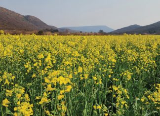 Blink toekoms vir kanola in die noorde