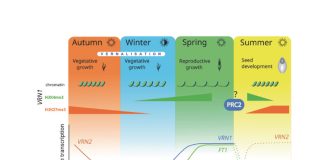 Vernalisation with winters getting warmer