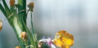 Grondbone – van kiemplasma tot registrasie